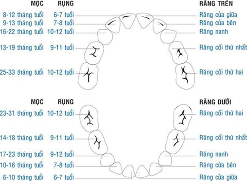 Cách gọi tên răng và vị trí trong cung hàm theo chuẩn Liên đoàn Nha khoa